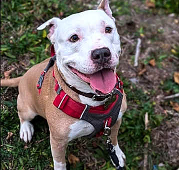Photo of Buster Jr.