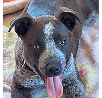 Photo of Dusty