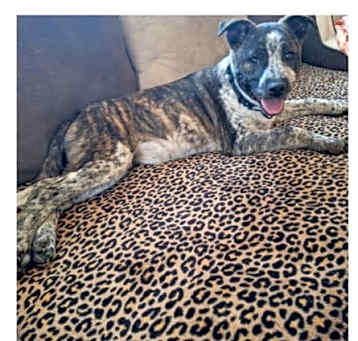 Photo of Mocha