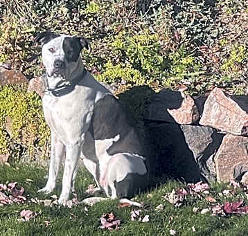 Photo of Leila