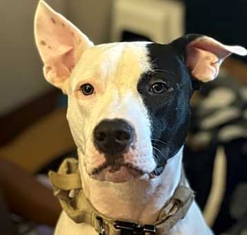 Photo of Loki