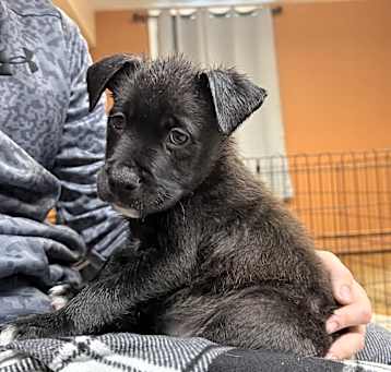 Photo of NY Benji