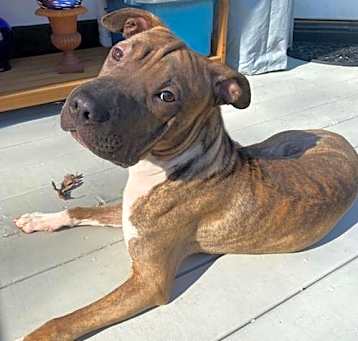 Photo of Oliver - Louisiana Litter