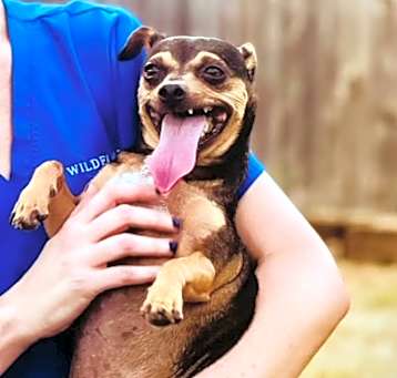 Photo of Roscoe