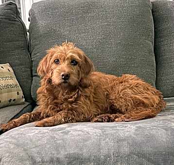 Photo of Goldie