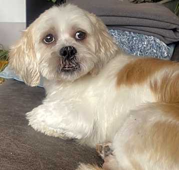 Photo of Bailey
