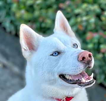 Photo of KIA