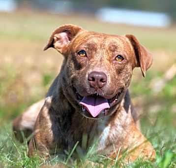 Photo of Goldie