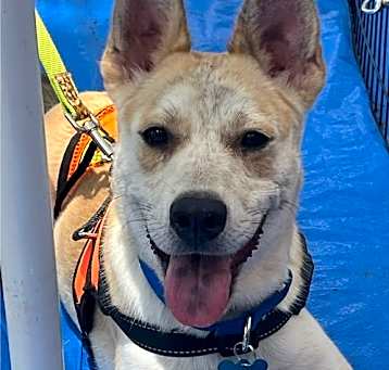 Photo of Dumbo
