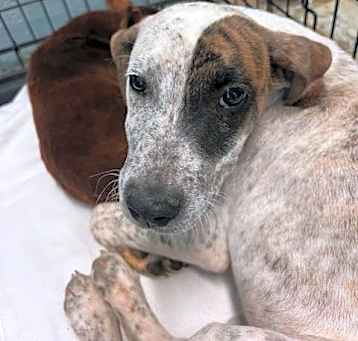 Photo of Paw Barker 2760 