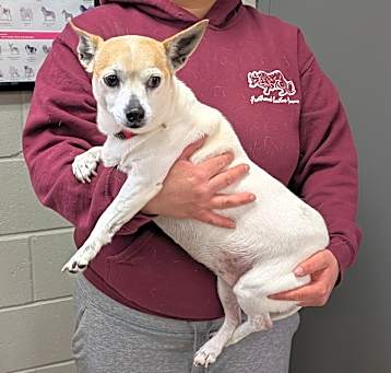 Photo of Sheba