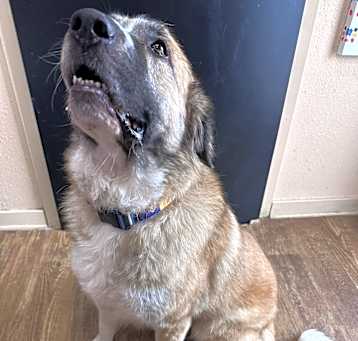 Photo of Sadie