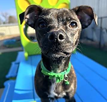 Photo of Maizie