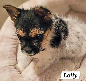 Photo of Lolly