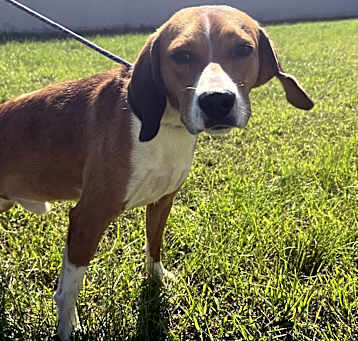 Photo of Copper 9688