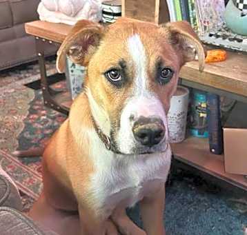 Photo of Avery Urgent