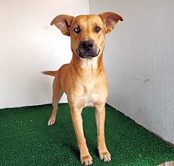 Photo of Athena