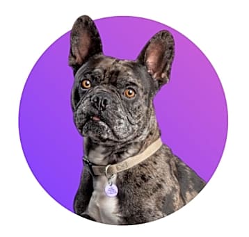 Photo of Stitch