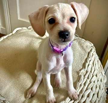 Photo of Violet