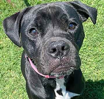 Photo of Rosie