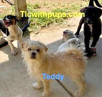 Photo of Teddy