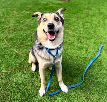 Photo of AUGIE