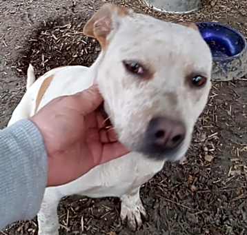 Photo of Spanky