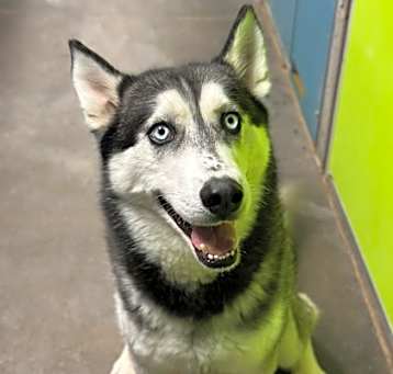 Photo of Houdini