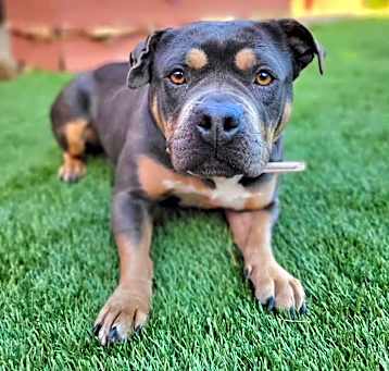Photo of Petunia