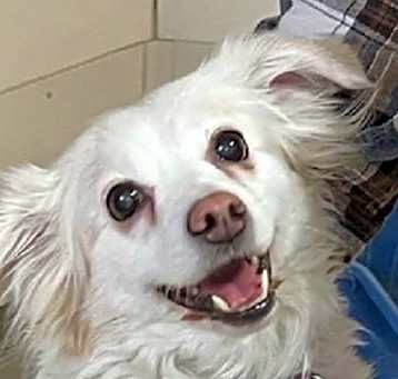 Photo of Maizy