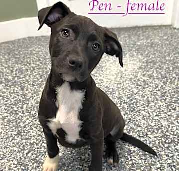 Photo of Pen