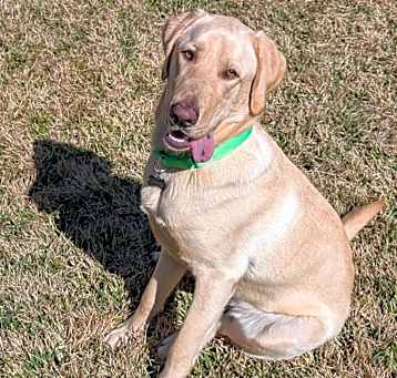 Photo of Clyde