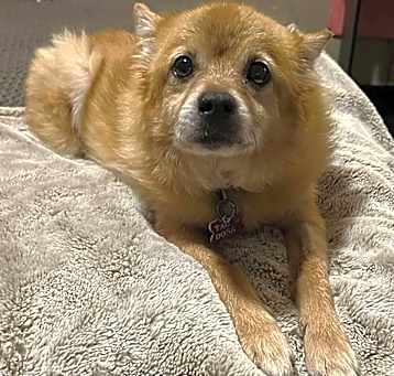 Photo of Toby
