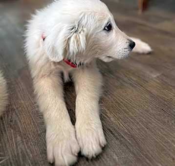 Photo of Red - Male Puppy