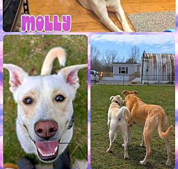 Photo of Molly
