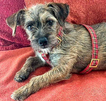 Photo of Pebbles