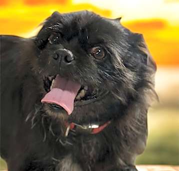 Photo of Red (bonded with Rosie)