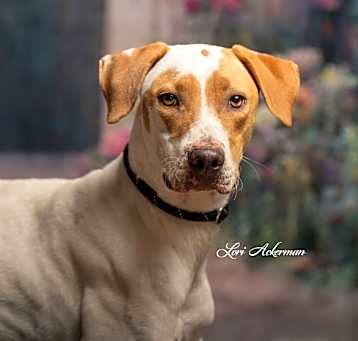 Photo of Romeo