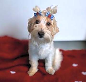 Photo of Dolly