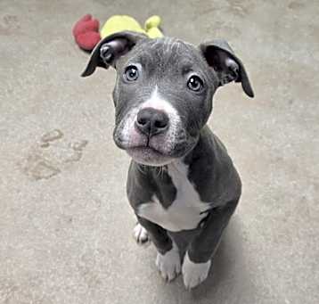 Photo of Bruno