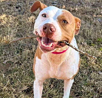 Photo of Stella