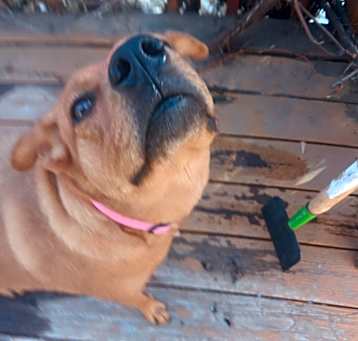 Photo of Abby