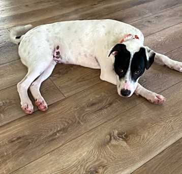 Photo of LOKI