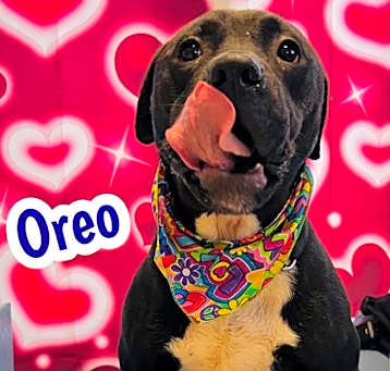 Photo of Oreo