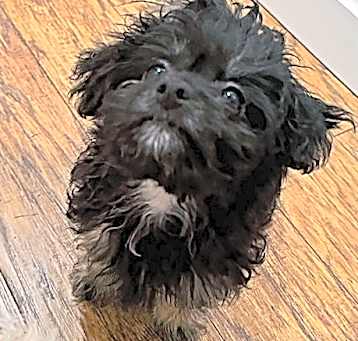 Photo of Moxie