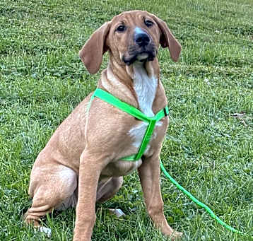 Photo of Toffee