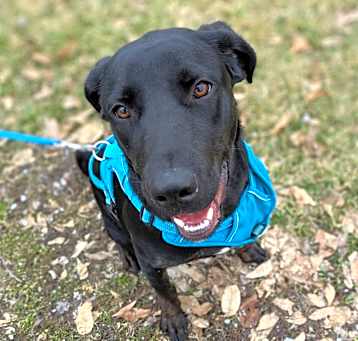 Photo of Baxter
