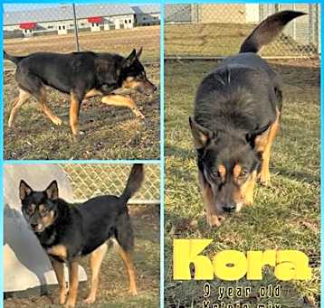 Photo of Kora