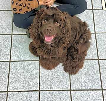Photo of Coco