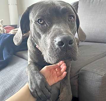 Photo of Lily